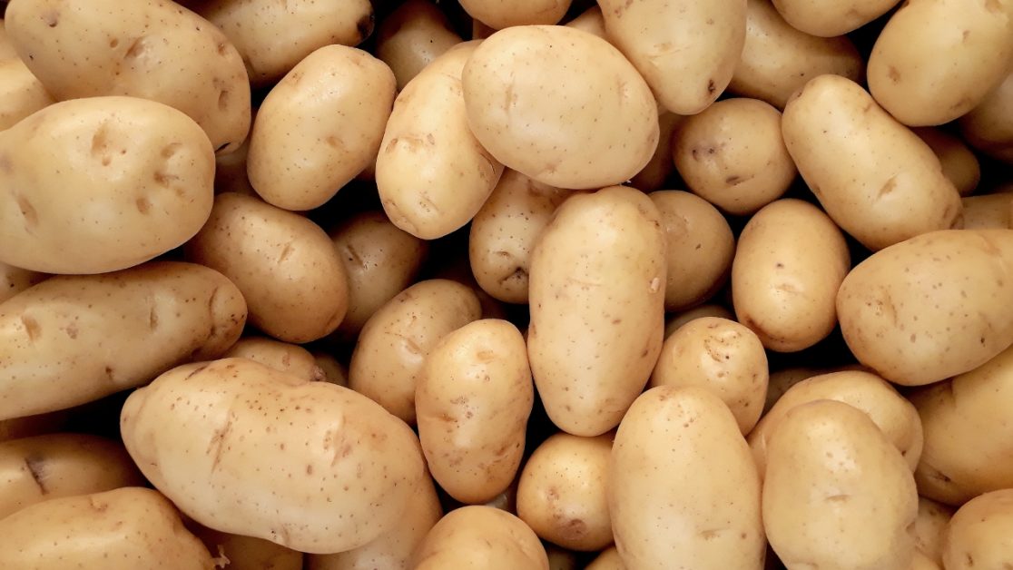 Potato for fries